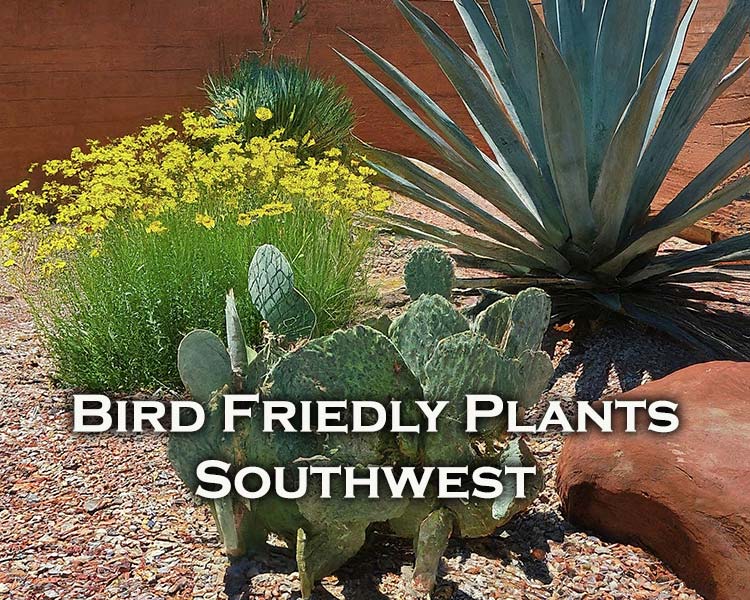 Bird-friendly-native-plants-southwest