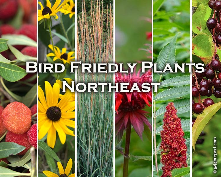 attract birds with native plants northeast