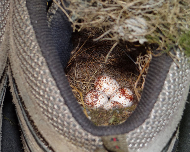 carolina-wren-nest