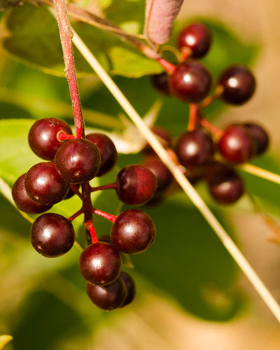Attract Backyard Birds: Southwest Native Plant Landscaping Tips - Avian ...