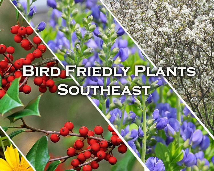 attract birds with native plants Southeast