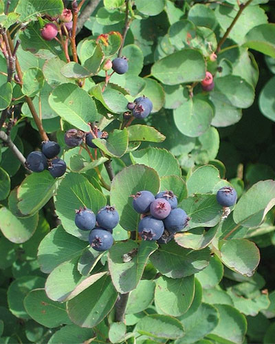 saskatoon-serviceberry