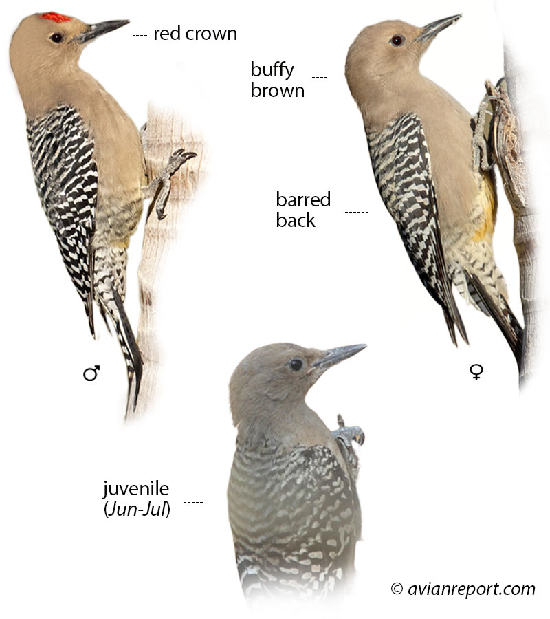 Gila-woodpecker