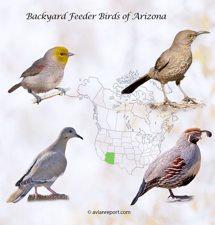Header image for the 56 Arizona backyard Feeder Birds, featuring an adult Verdin, Curve-billed Thrasher, White-winged Dove, and Gambel’s Quail.