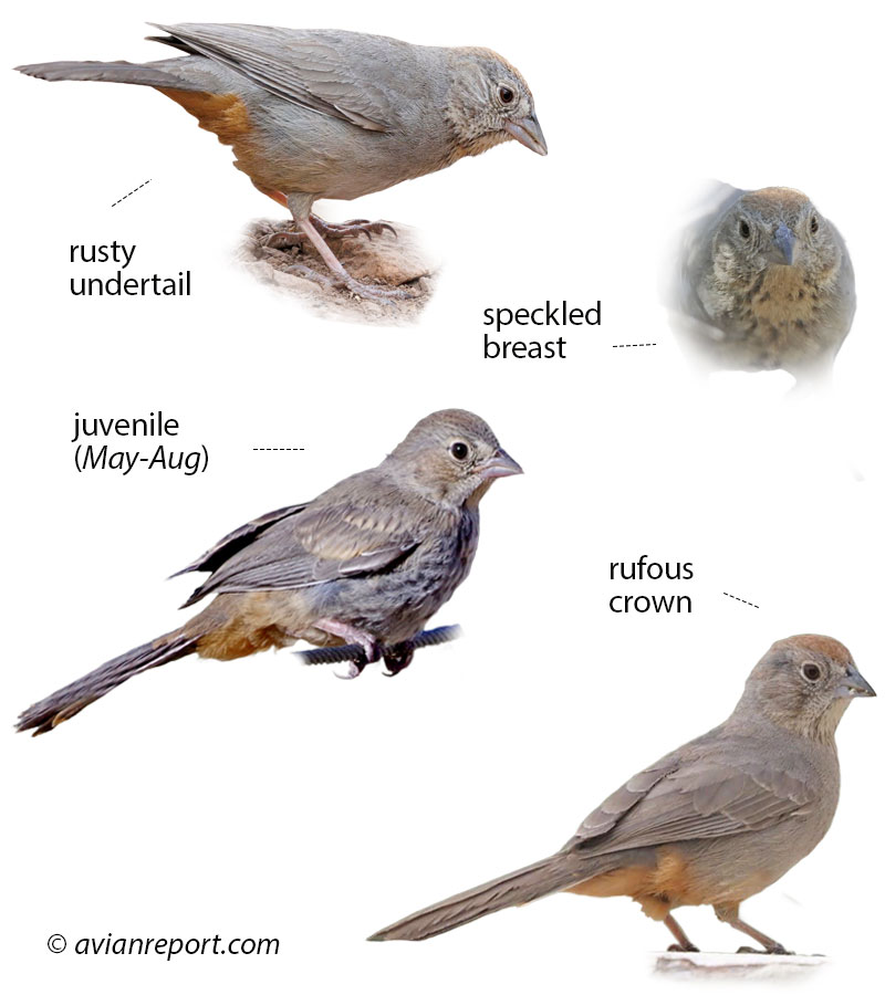 canyon-towhee