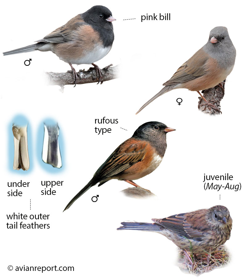 Identification guide illustration showing multiple plumage stages of the Dark-eyed Junco. Includes adult male, female, and juvenile, clearly detailing key visual field marks for identification.