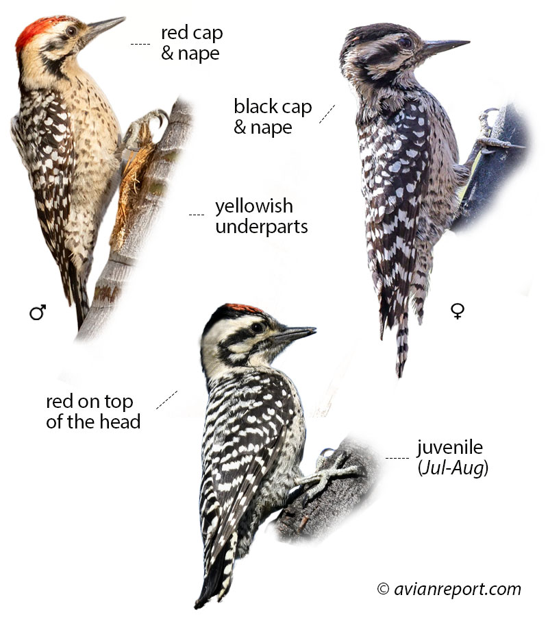 ladder-backed woodpecker