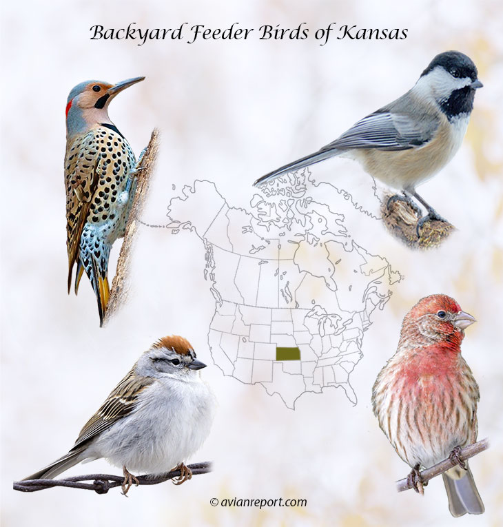 Header image for the 57 Kansas backyard Feeder Birds, featuring a Northern Flicker, Black-capped Chickadee, House Finch and Northern Flicker.