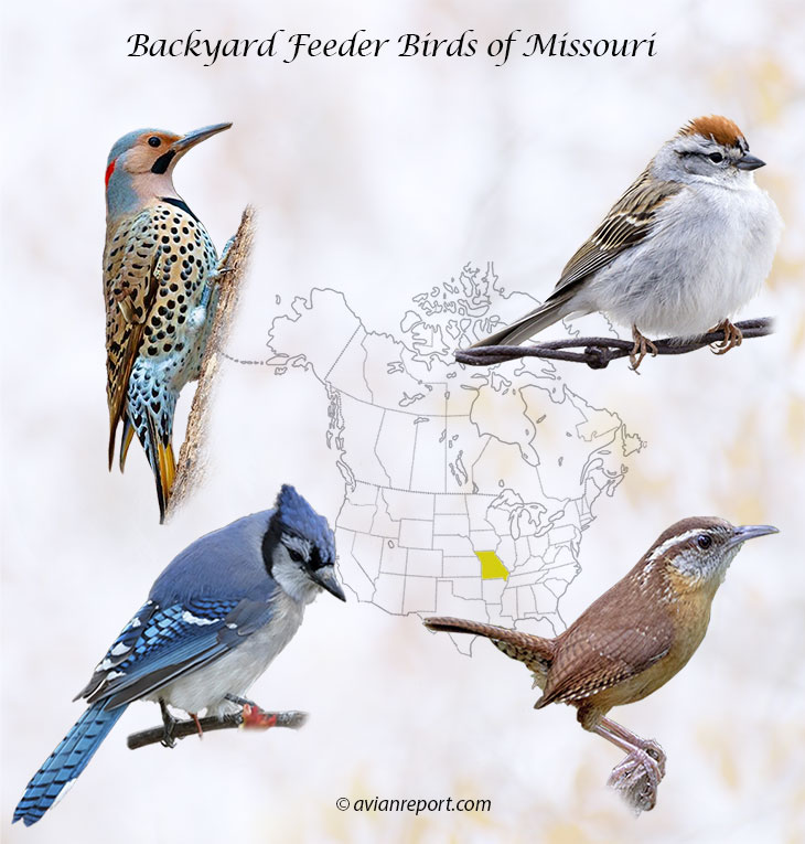 Header image for the 54 Missouri backyard Feeder Birds, featuring a Northern Flicker, Chipping Sparrow, Carolina Wren, and a Blue Jay.