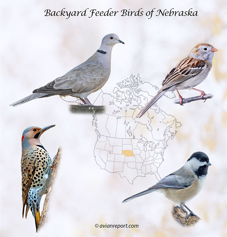 Header image for the 54 Nebraska backyard Feeder Birds, featuring a Eurasian Collared-Dove, Field Sparrow, Black-capped Chickadee, and a Northern Flicker.