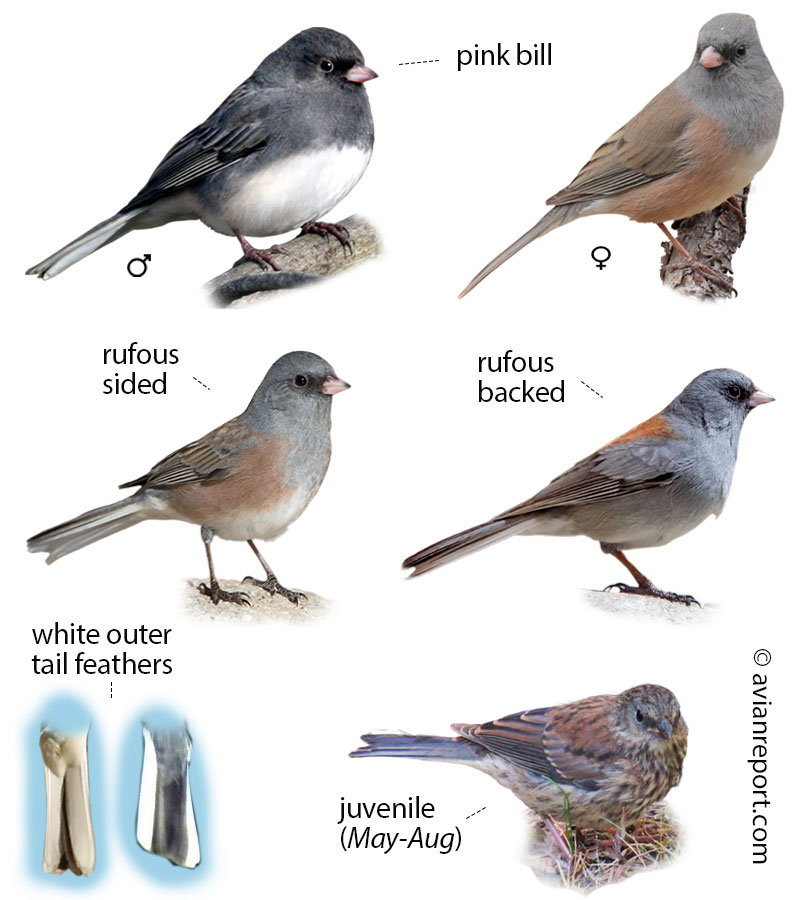dark-eyed-junco-southcentral
