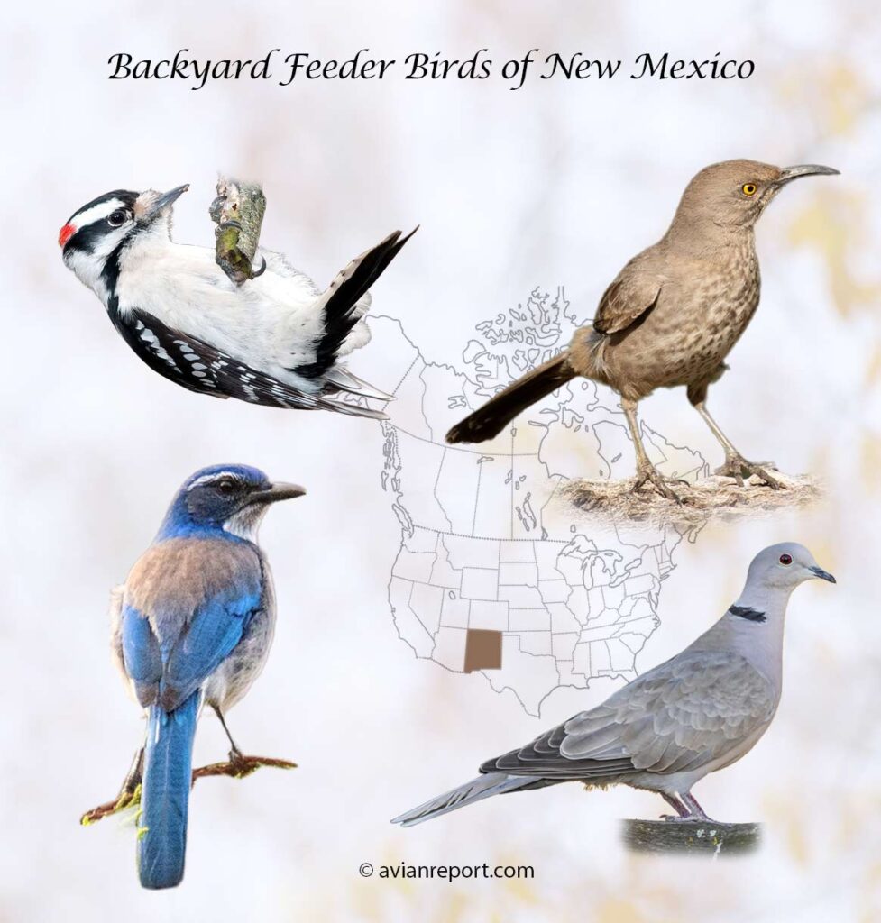 Header image for the 60 New Mexico backyard Feeder Birds, featuring an adult Downy Woodpecker, Curve-billed Thrasher, and Eurasian Collared-Dove.