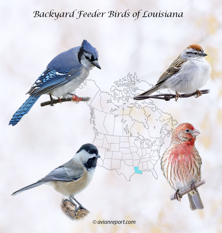 Header image for the 50 Louisiana backyard Feeder Birds, featuring a Blue Jay, Chipping Sparrow, House Finch, and Carolina Chickadee.