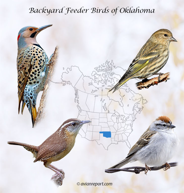 identify backyard feeder birds in Oklahoma