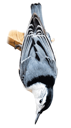 white-breasted nuthatch clinging