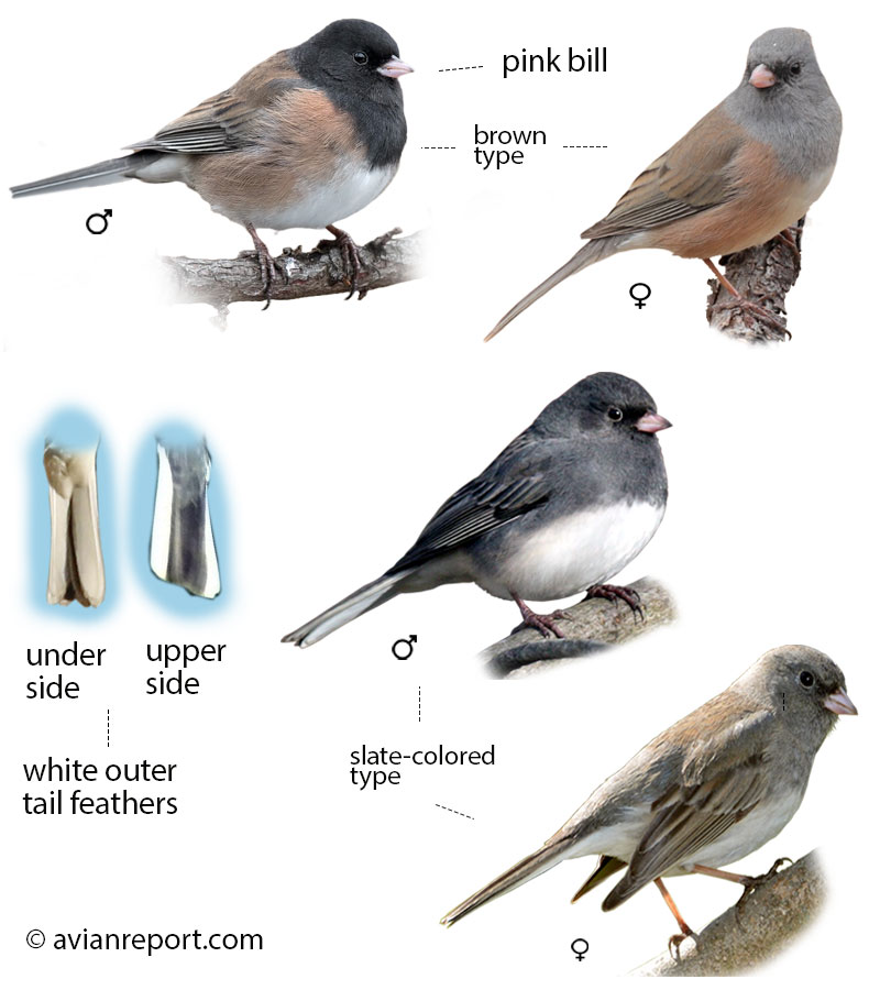 Identification guide illustration showing multiple plumage stages of the Dark-eyed Junco. Includes adult male, female, and juvenile, clearly detailing key visual field marks for identification.feeders in Alaska Yukon. Northwest Territories, & Nunavut