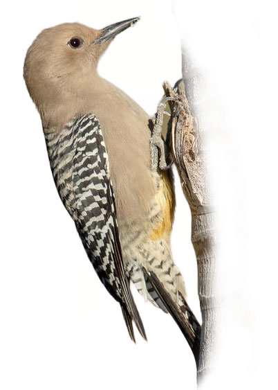 Tail Examples The Woodpecker Tail: A Strong and Agile Prop - Avian Report