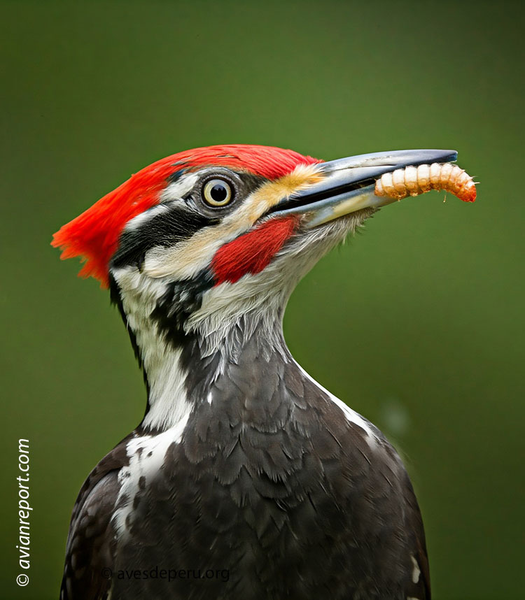 woodpecker-food-foraging-diet