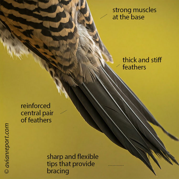 woodpecker-tail