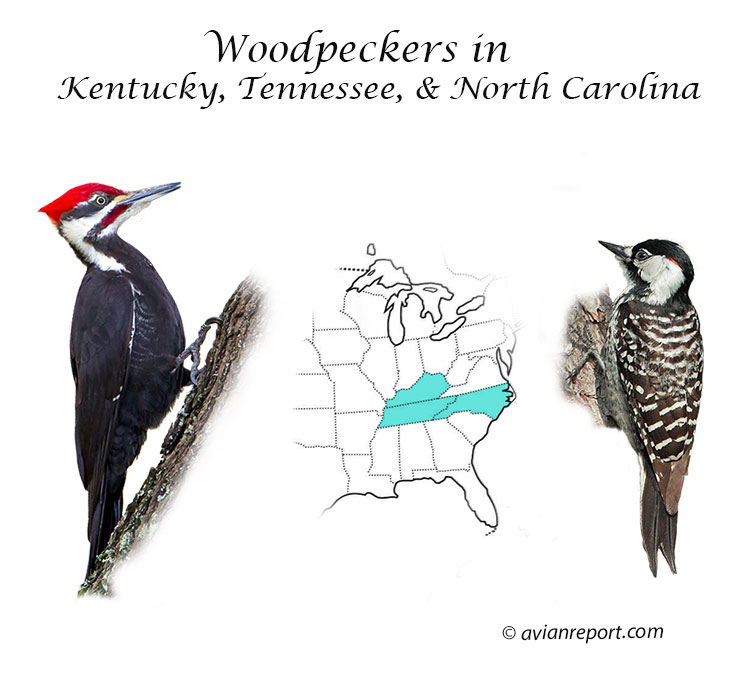 woodpeckers Kentucky, Tennessee, North Carolina