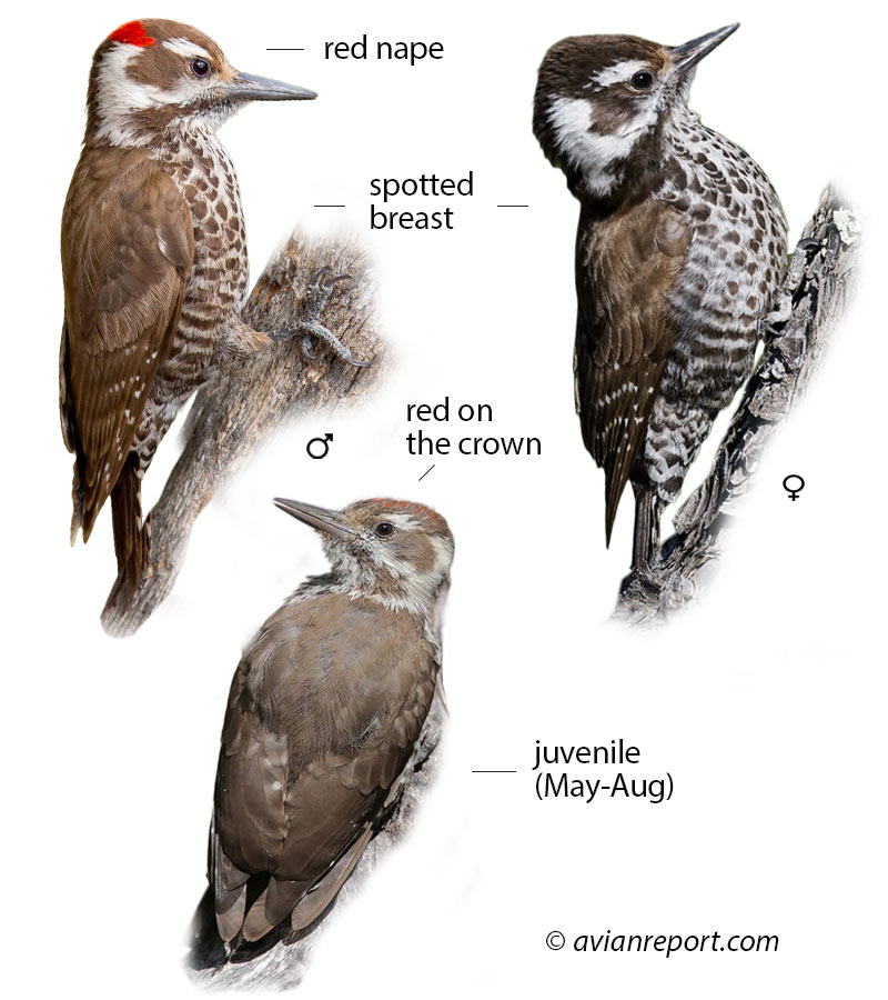 Arizona Woodpecker