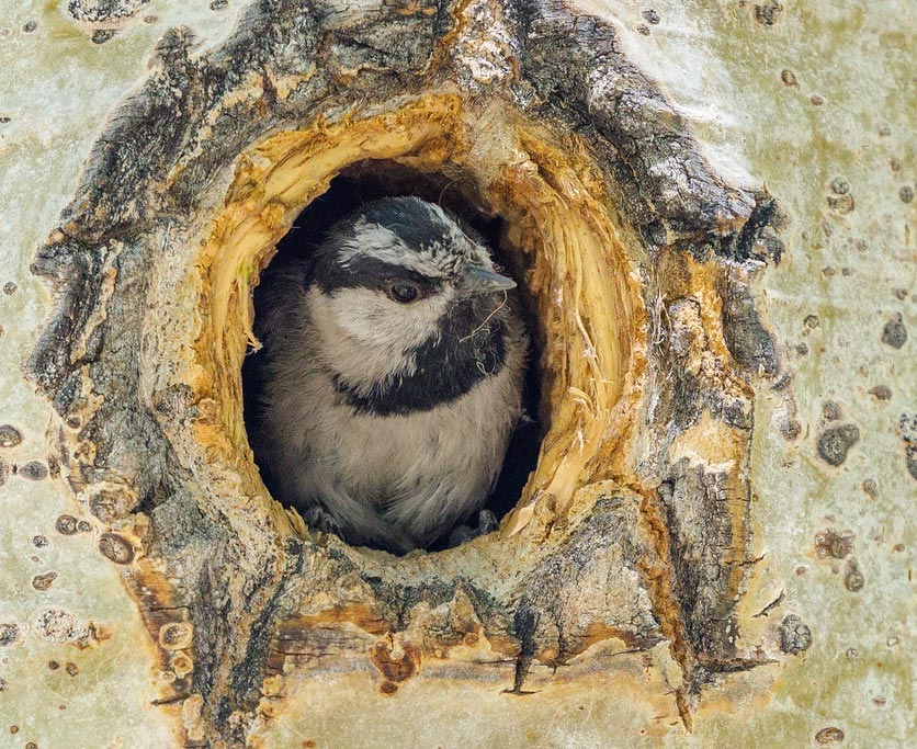 Cavity Creators: Woodpecker Nesting Habits - Avian Report - Boitlement Automatic Wings Bird Fe Nesters