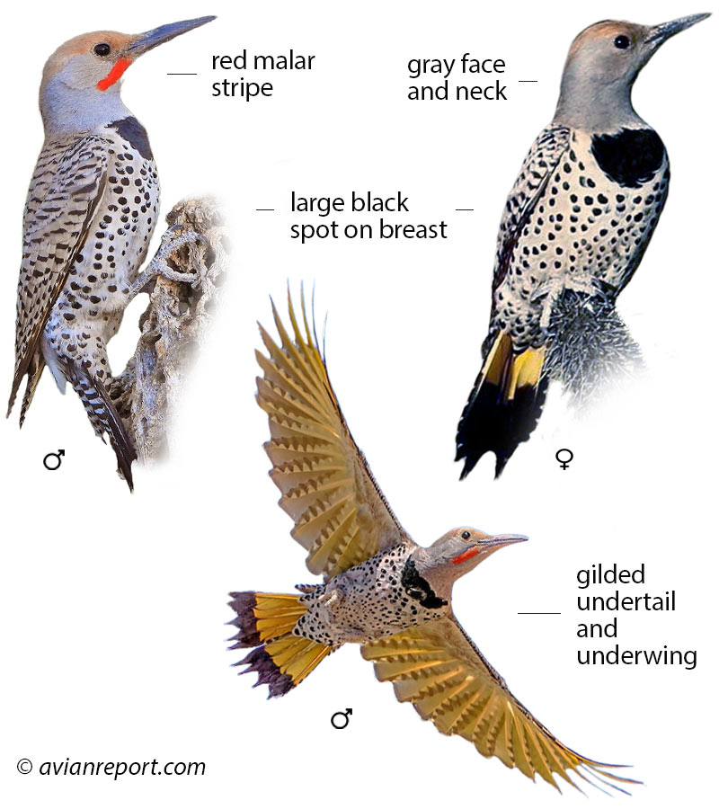 Gilded Flicker