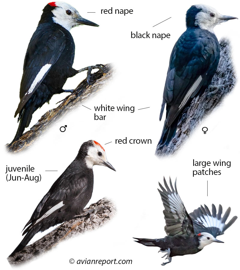 White-headed Woodpecker