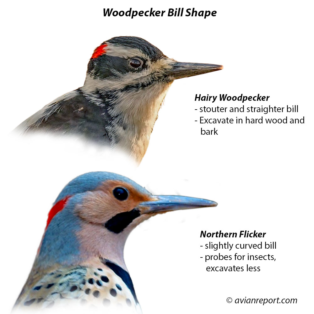 woodpecker-bill-shape