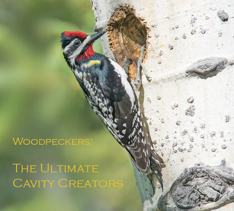 woodpecker-excavating-nest