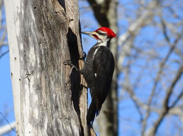 woodpecker-drumming