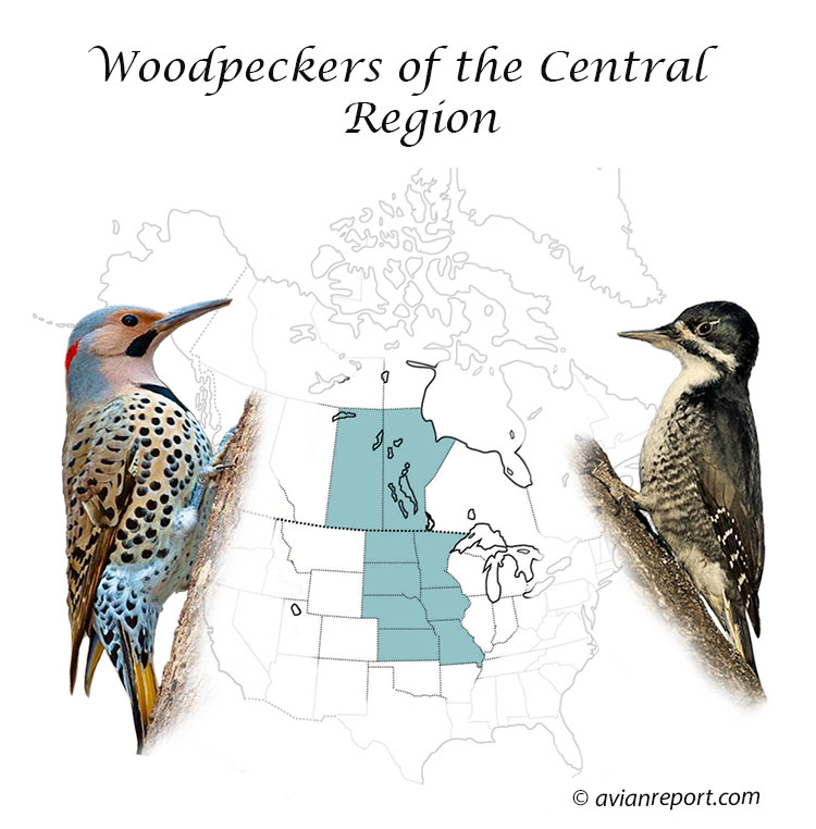 Woodpecker Central Region