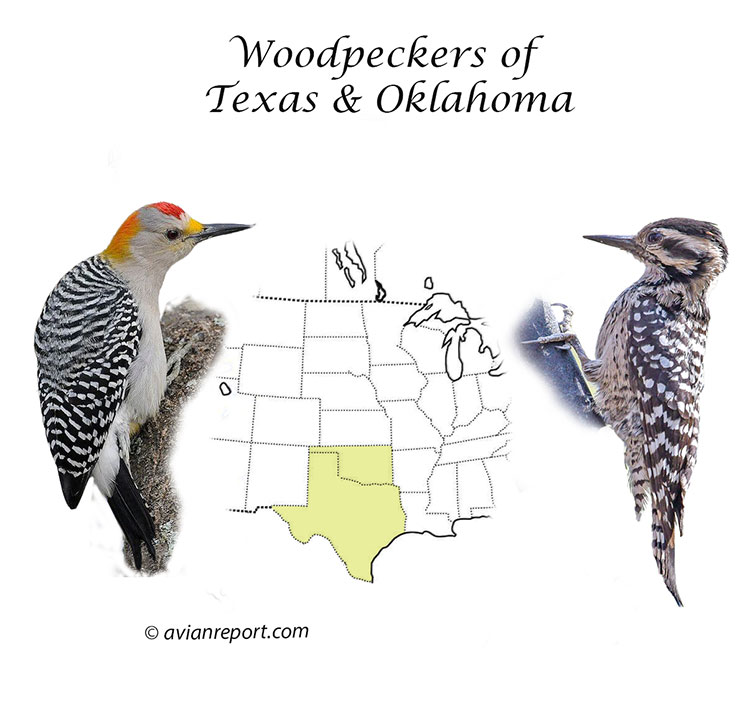 woodpeckers-texas-oklahoma