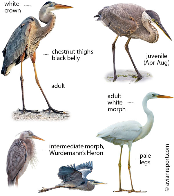 great-blue-heron