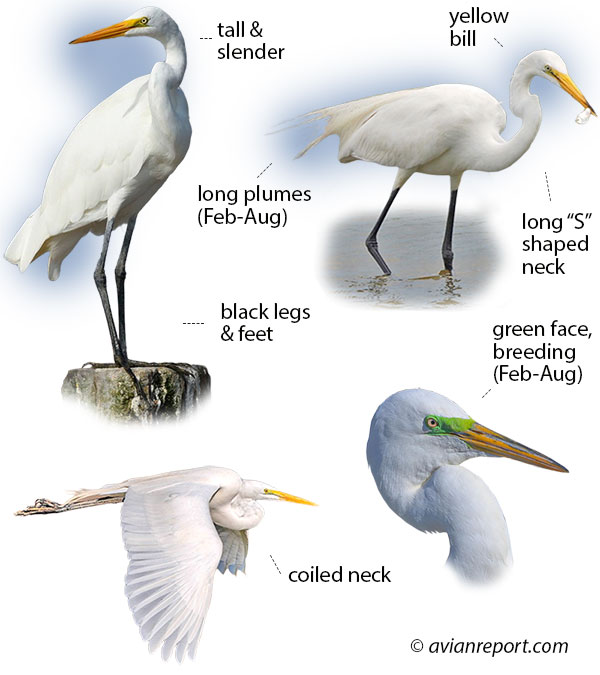 Identification guide illustration showing multiple plumage stages of the Great Egret. Includes adult, juvenile, and breeding plumage, clearly detailing key visual field marks for identification, and one individual in flight.