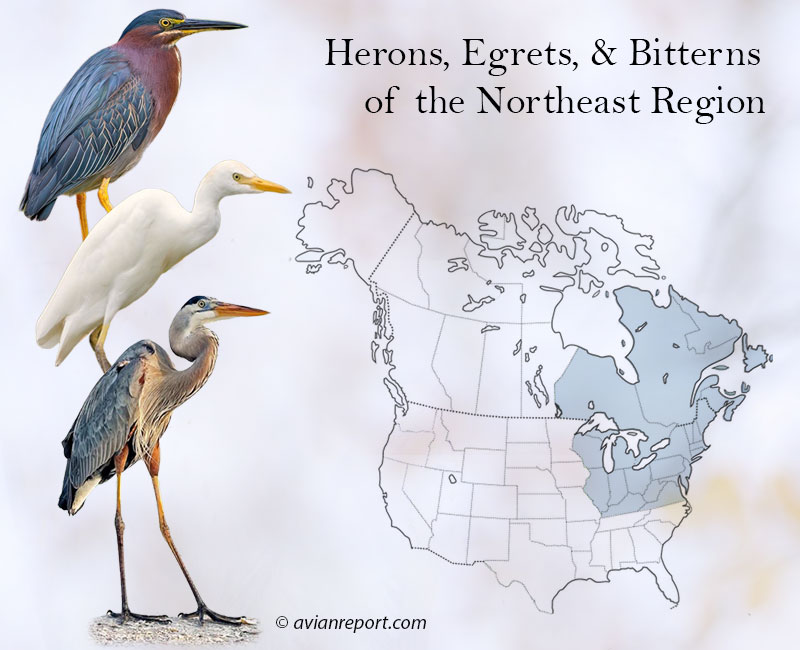 herons-egrets-bittern-northeast