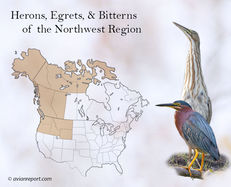 herons-egrets-bittern-northwest-region