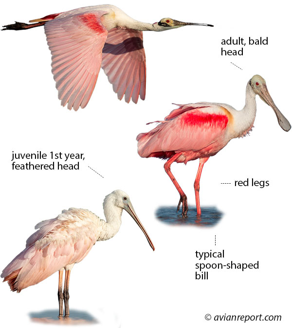52 Wetland Birds of Louisiana: ID, Habitat, & Sounds Guide - Avian Report