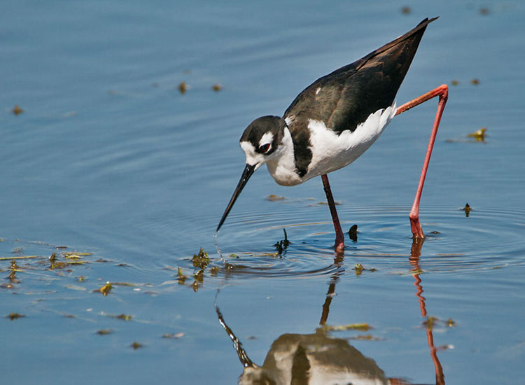 black-necked stilt wading in a wetland