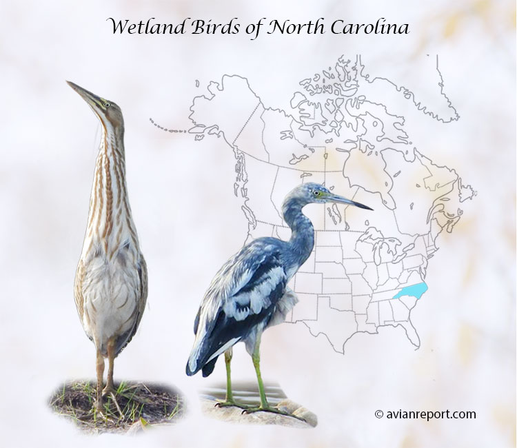 wetland-birds-of-North-Carolina