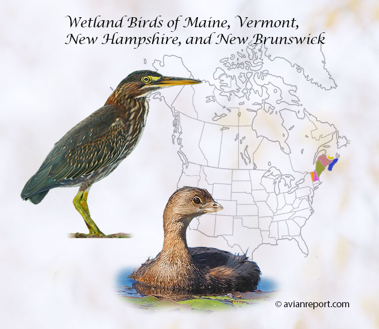 wetland birds of Vermont, New Hampshire, Maine, and New Brunswick