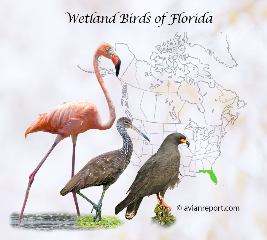 Guide to Wetland Birds of Florida header image