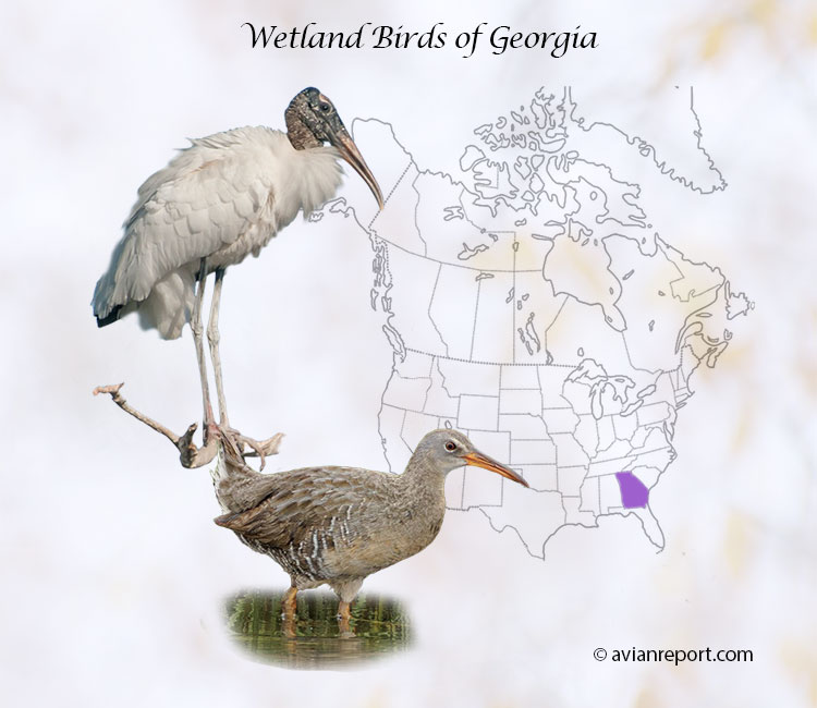 wetland birds of the State of Georgia
