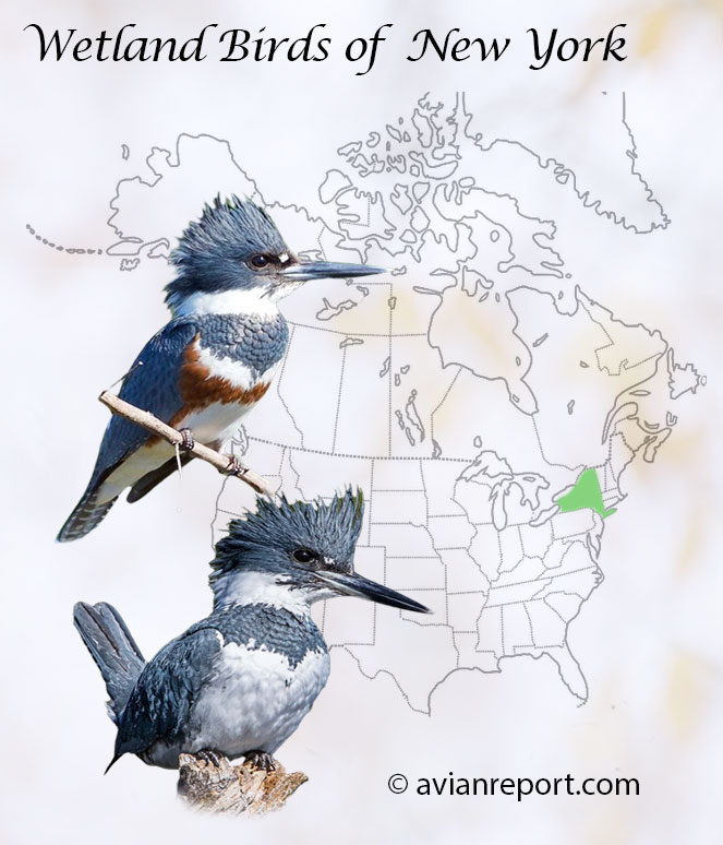 Guide to Wetland Birds of New York header image