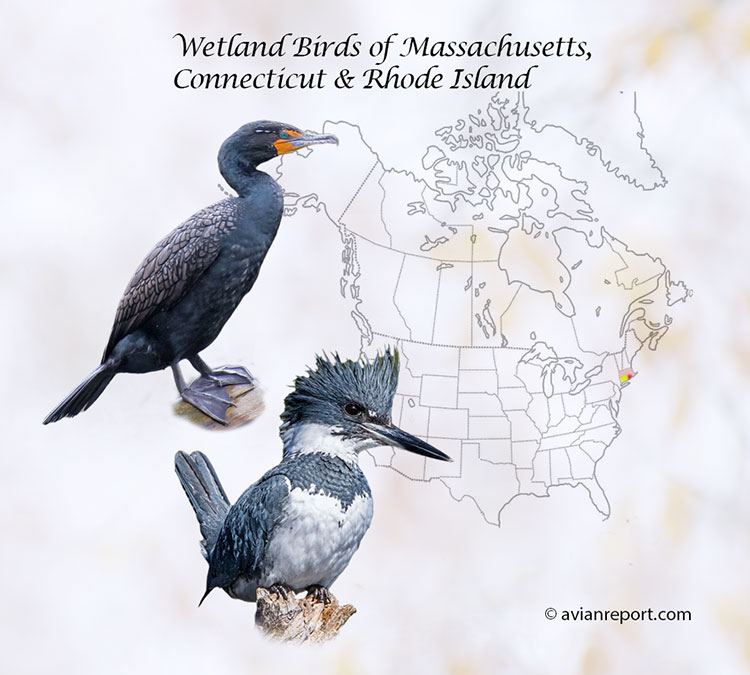 wetland birds of Massachusetts, Connecticut & Rhode Island