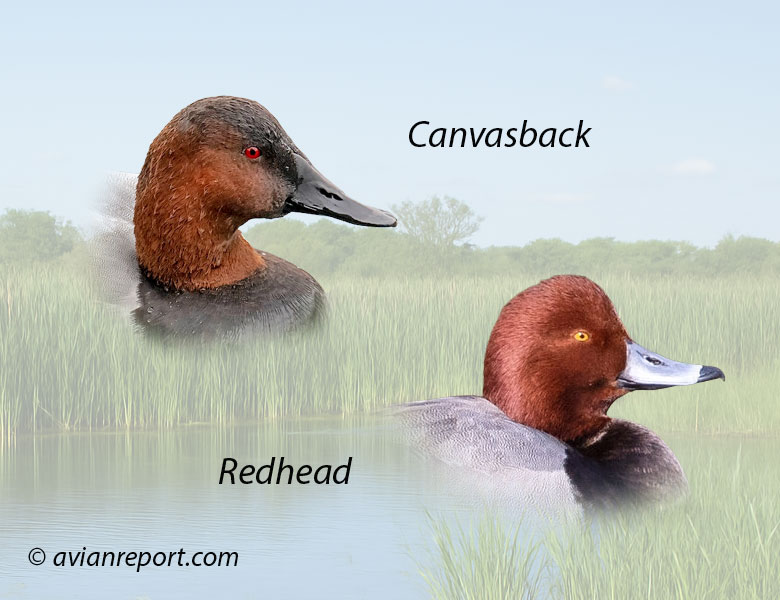 Head profile of a canvasback and redhead duck.