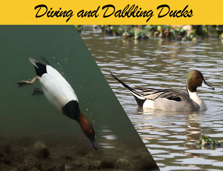 Split photo of a canvasback diving and a northern pintail in the water surface.
