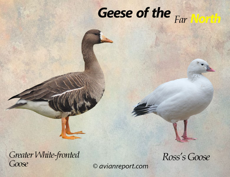 Geese that breed in the far north of North America.