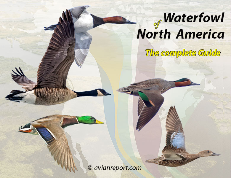 waterfowl of North America: the complete guide
