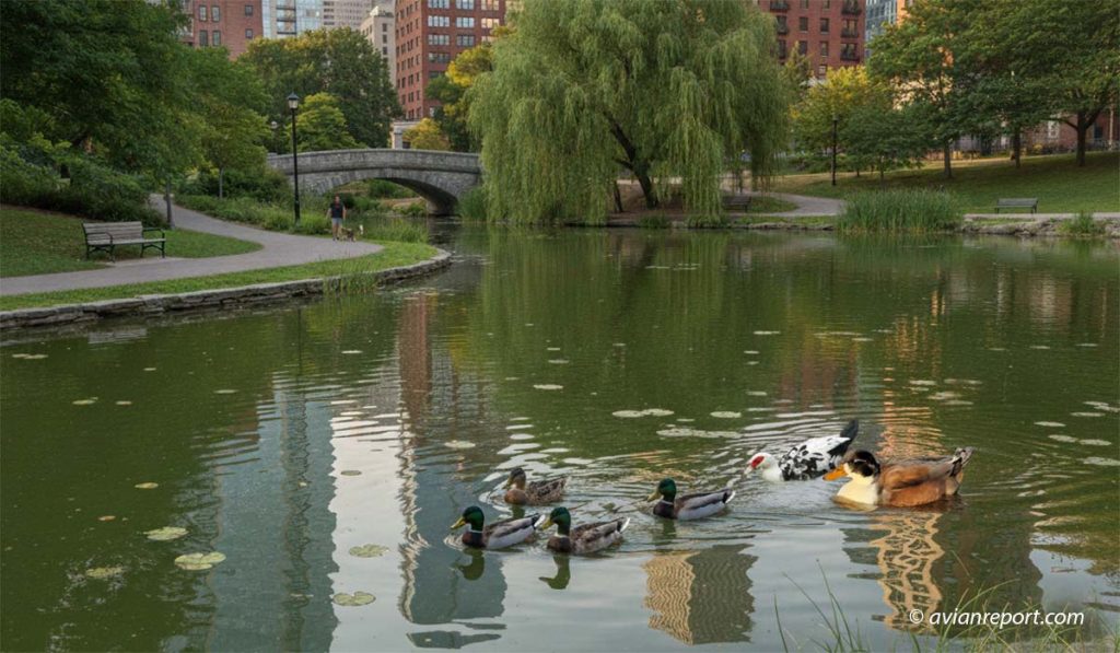 A visual comparison of a wild Mallards, a domestic muscovy duck, and a hybrid cross (Mallard/Pekin) swimming in an urban park pond, illustrating the difficulty of identifying urban waterfowl.